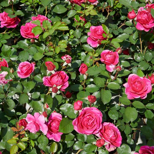Virágágyi floribunda rózsa - Rózsa - The Fairy Tale Rose™ - Online rózsa vásárlás